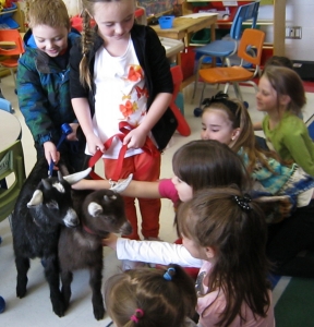 Goats Galore at St. Anne Catholic Elementary School