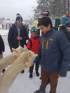 What’s not to love about an alpaca?