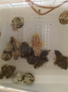 St. James students care for baby chicks in their classrooms!